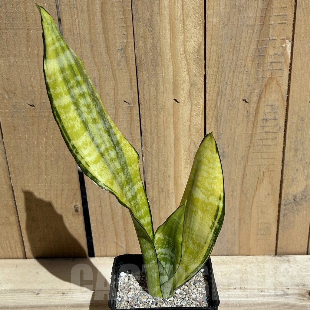 SHPR23798 Sansevieria 'Futura gold America'