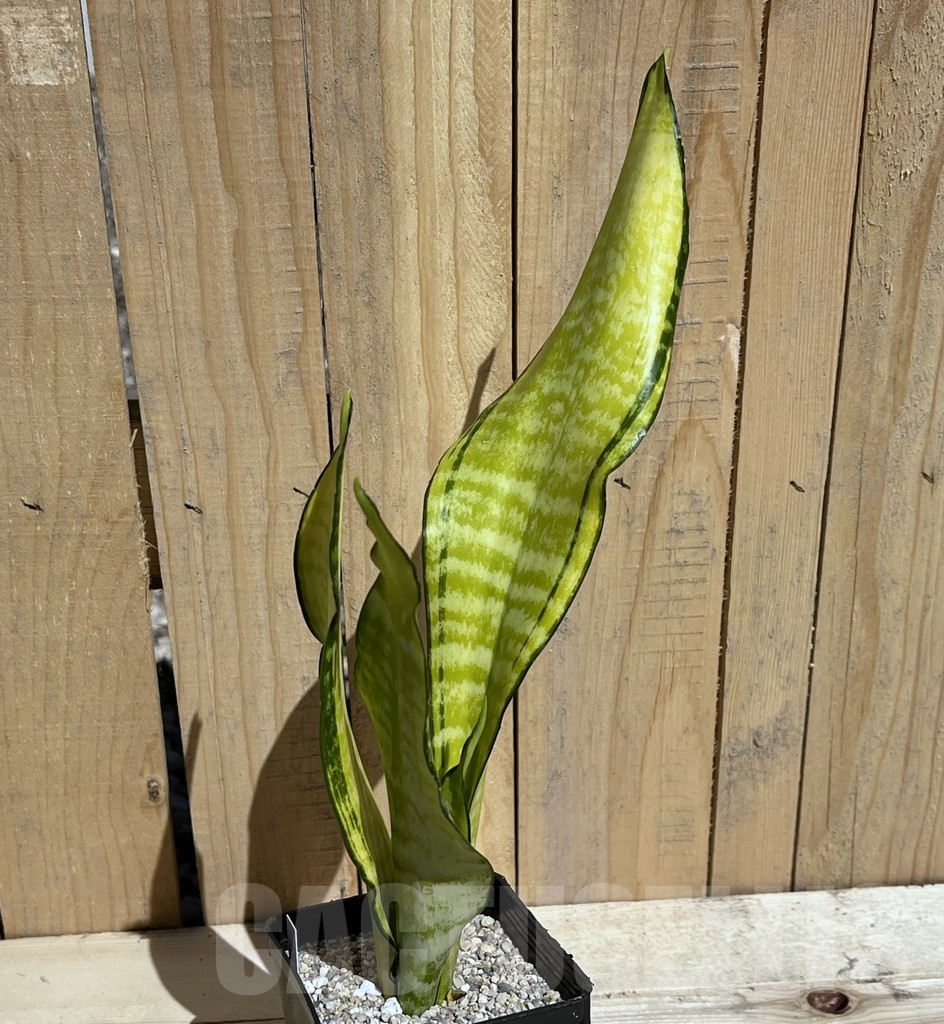 SHPR23799 Sansevieria 'Futura gold America'