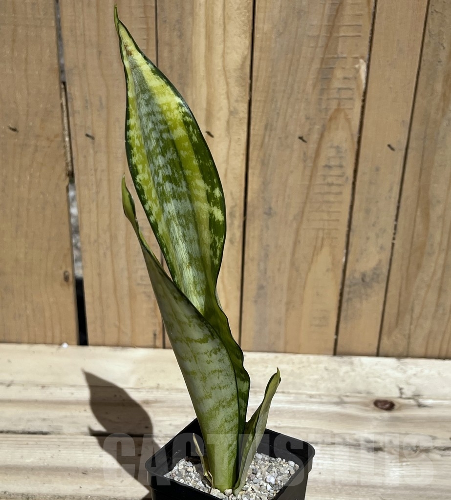 SHPR23804 Sansevieria ‘Futura gold America’