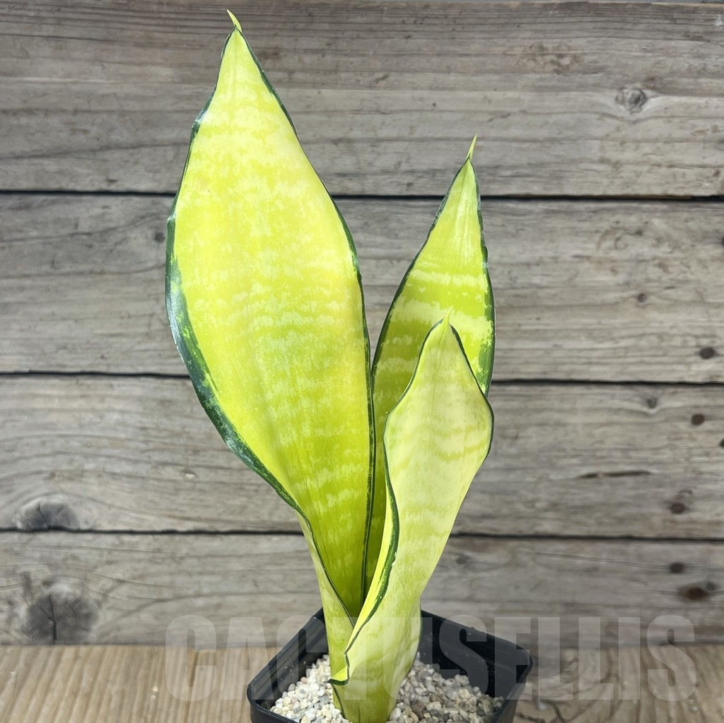 SHPR23805 Sansevieria ‘Futura gold America’