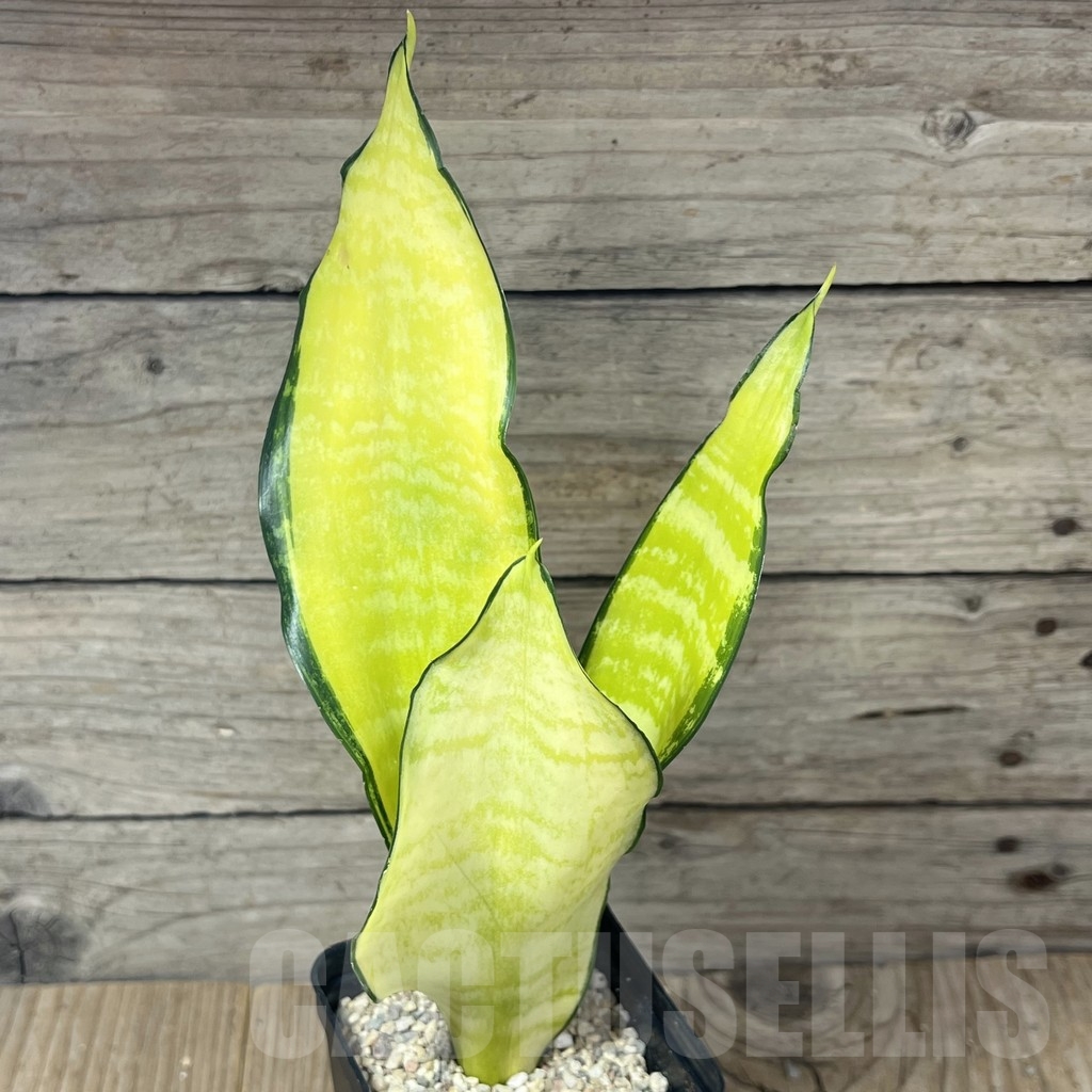 SHPR23805 Sansevieria ‘Futura gold America’ - Image 2