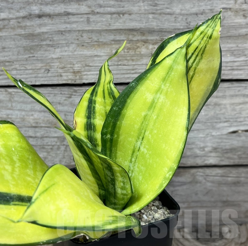SHPR23806 Sansevieria ‘Futura gold America’