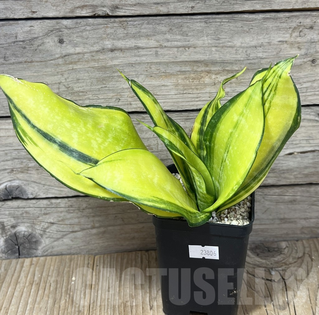 SHPR23806 Sansevieria ‘Futura gold America’ - Image 2