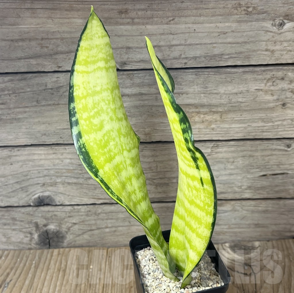 SHPR23807 Sansevieria ‘Futura gold America’ - Image 2