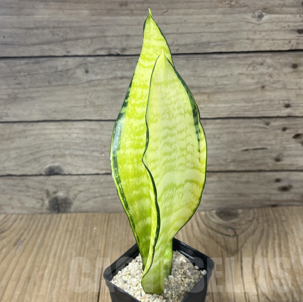 SHPR23807 Sansevieria ‘Futura gold America’