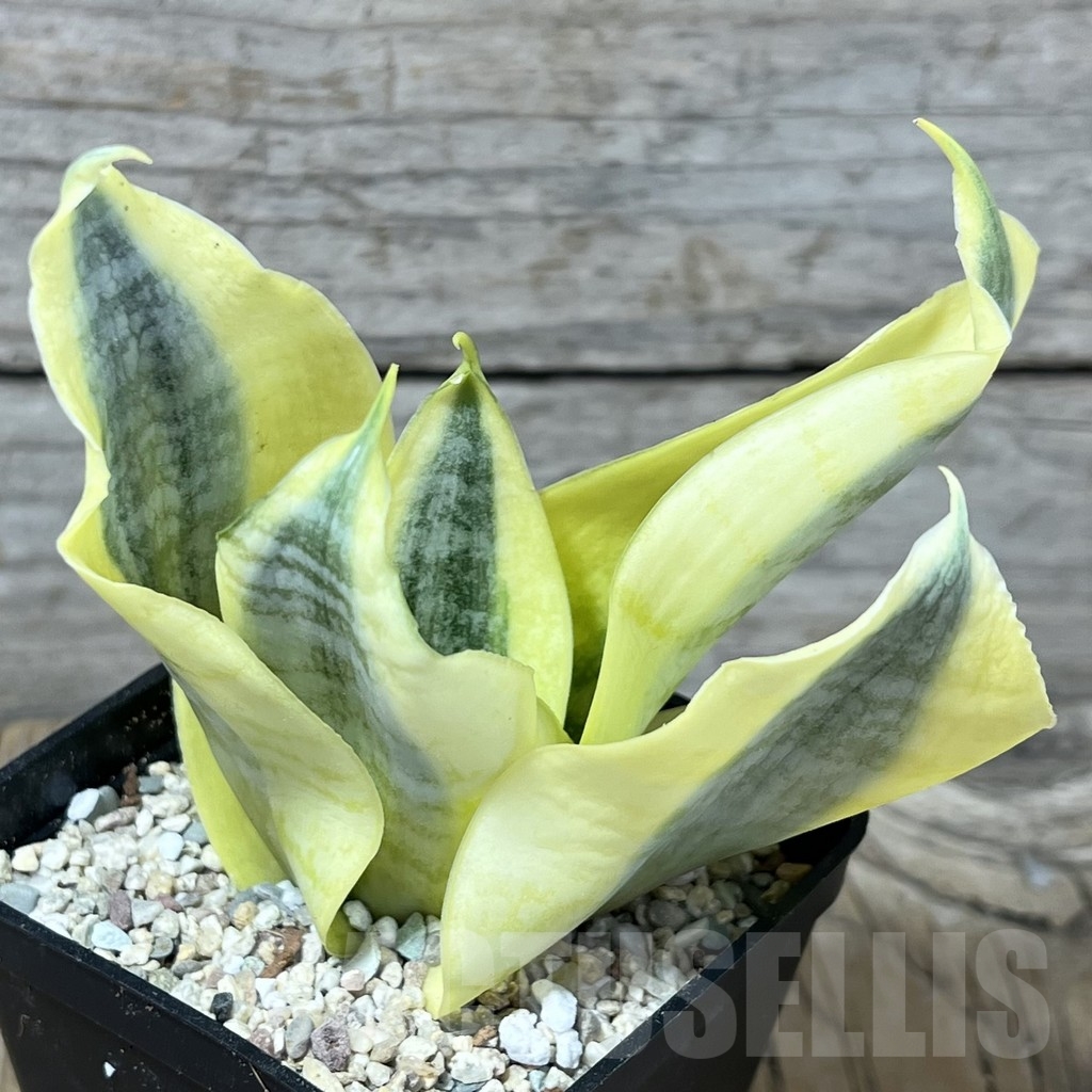 SHPR23808 Sansevieria white gold