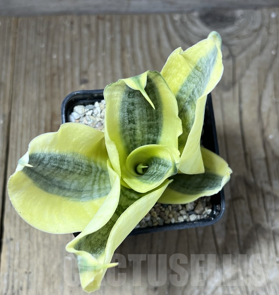 SHPR23808 Sansevieria white gold - Image 2