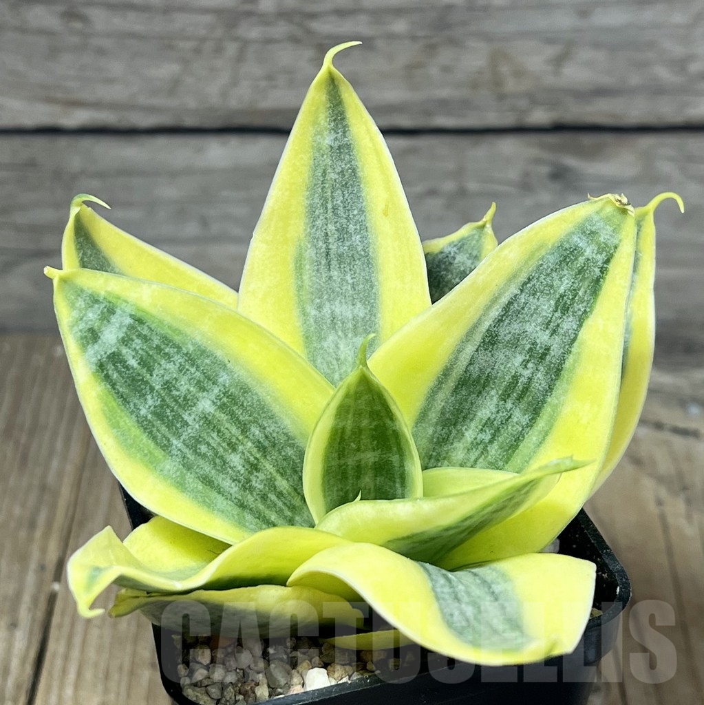 SHPR23809 Sansevieria white gold