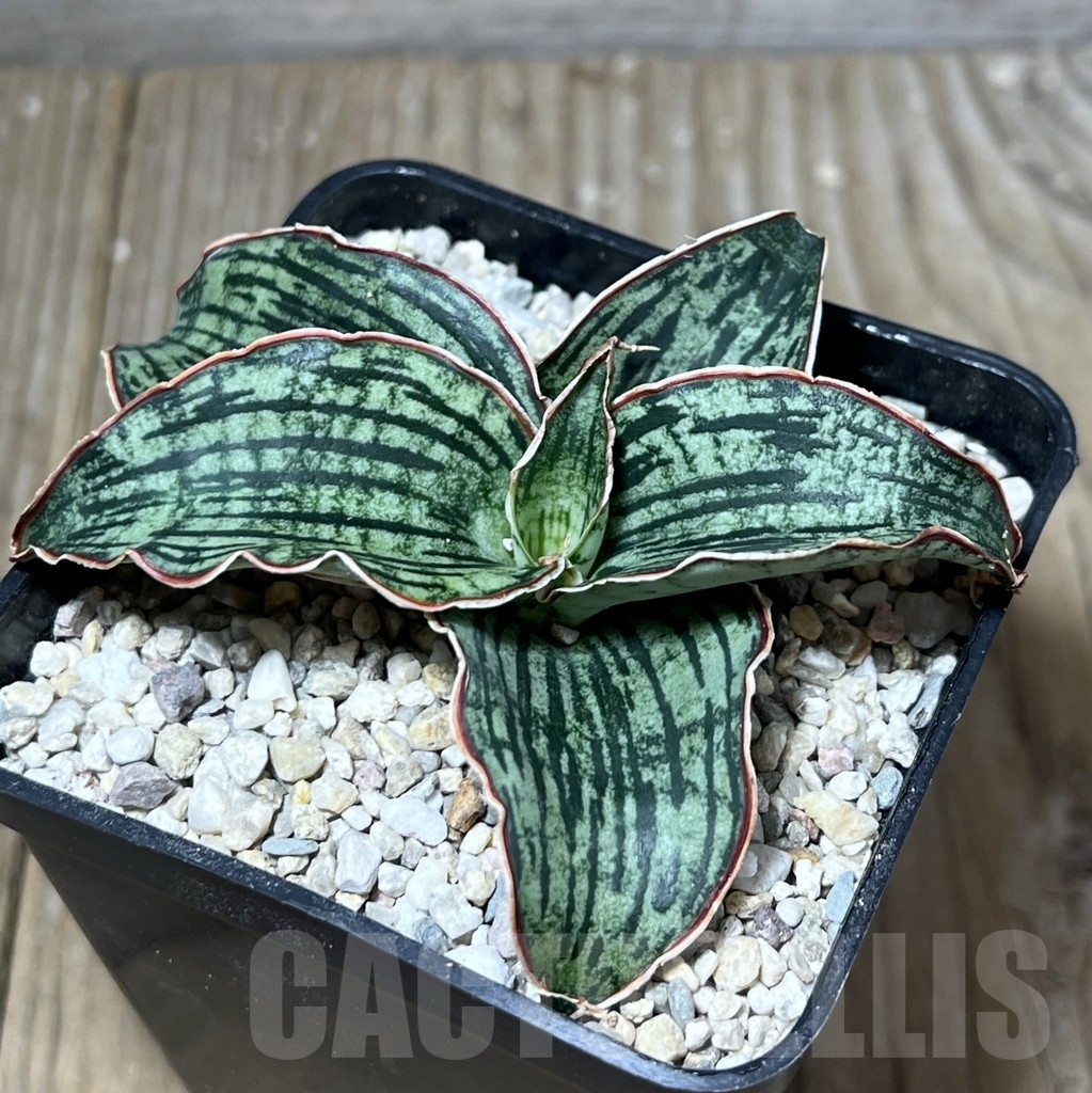 SHPR23821 Sansevieria 'Cleopatra'