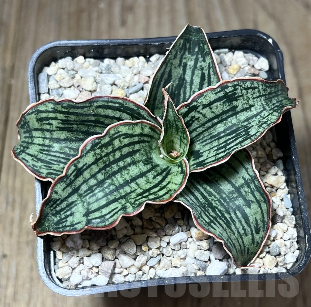 SHPR23821 Sansevieria 'Cleopatra' - Image 2
