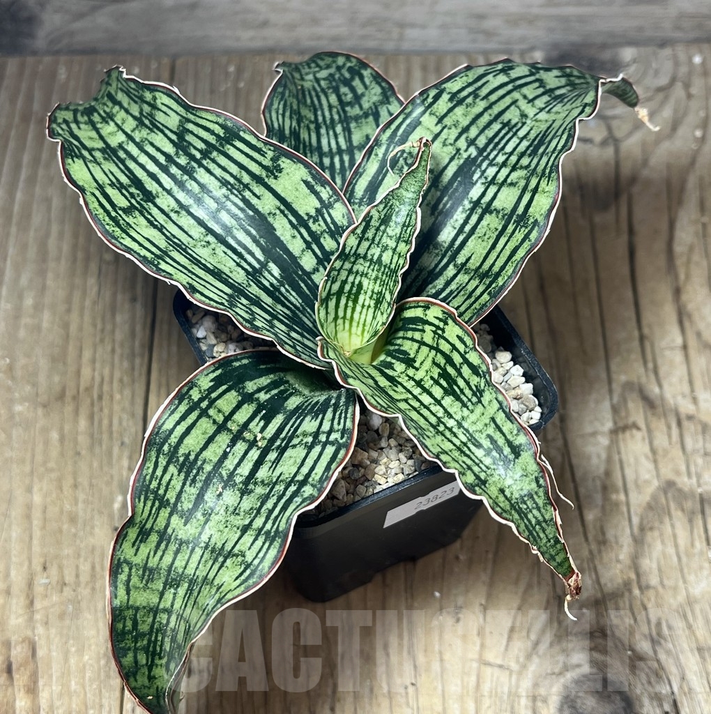SHPR23823 Sansevieria 'Cleopatra' – Bild 2