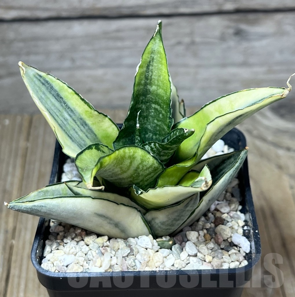 SHPR23824 Sansevieria 'Cordova White'