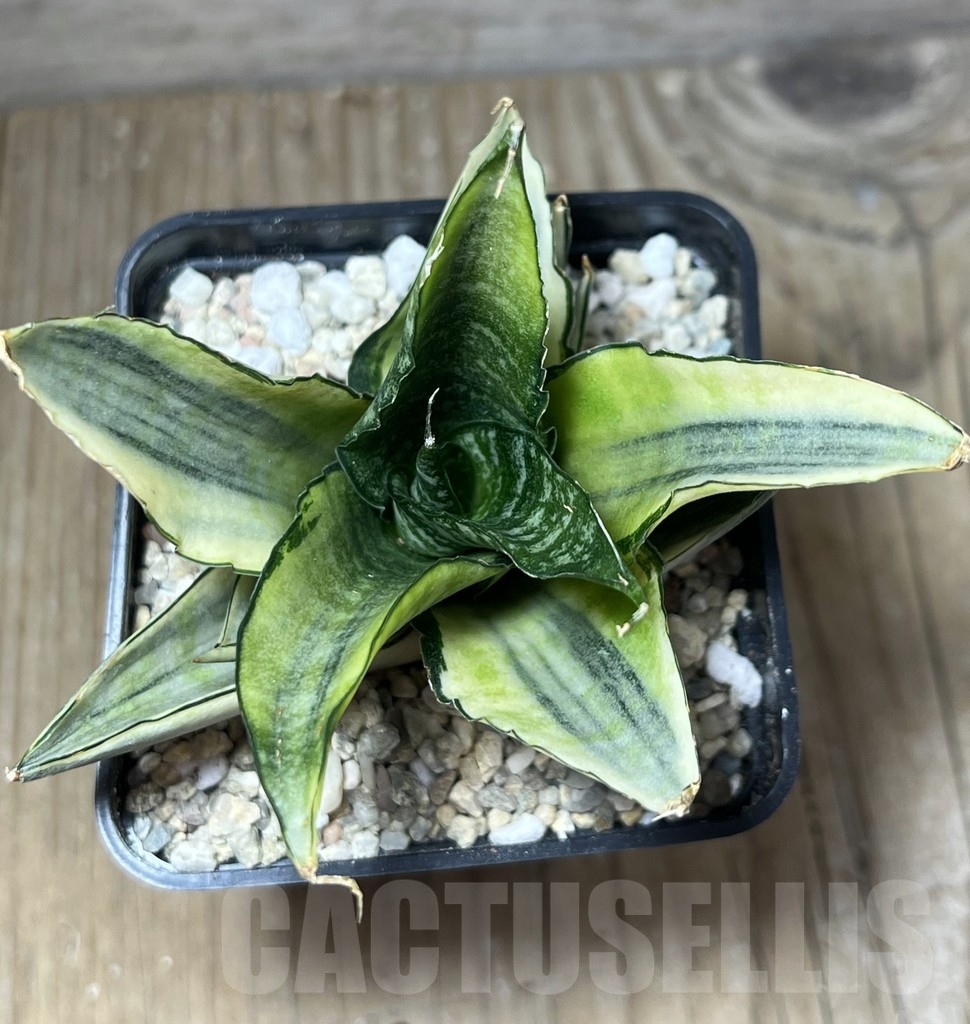 SHPR23824 Sansevieria 'Cordova White' – Bild 2