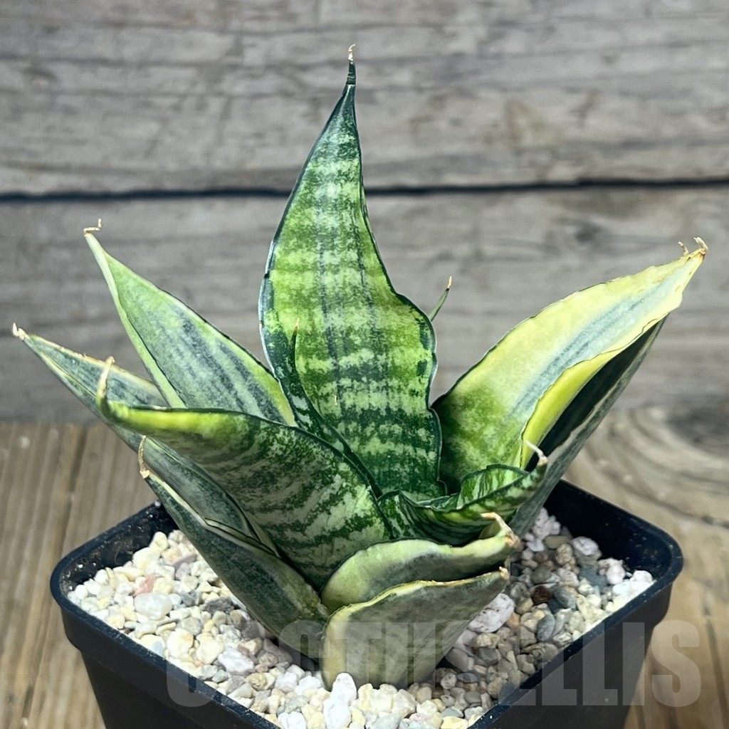 SHPR23825 Sansevieria 'Cordova White'