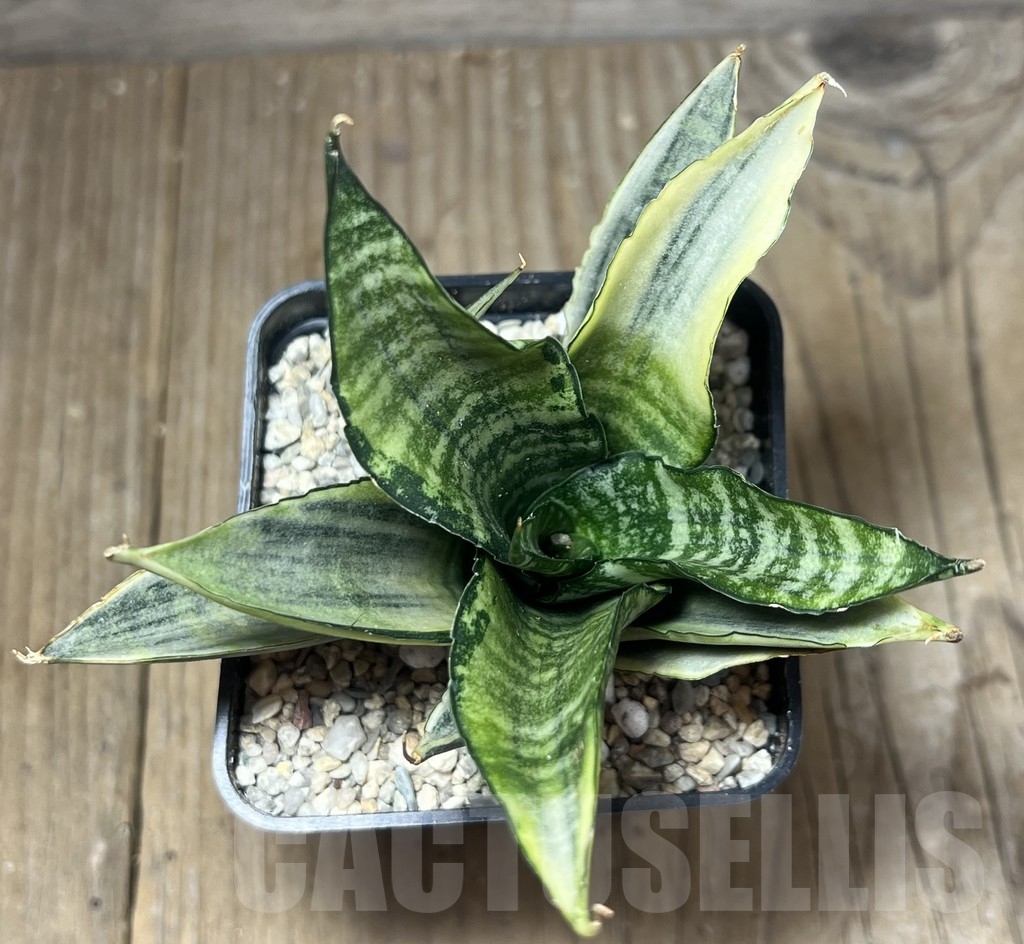 SHPR23825 Sansevieria 'Cordova White' - immagine 2