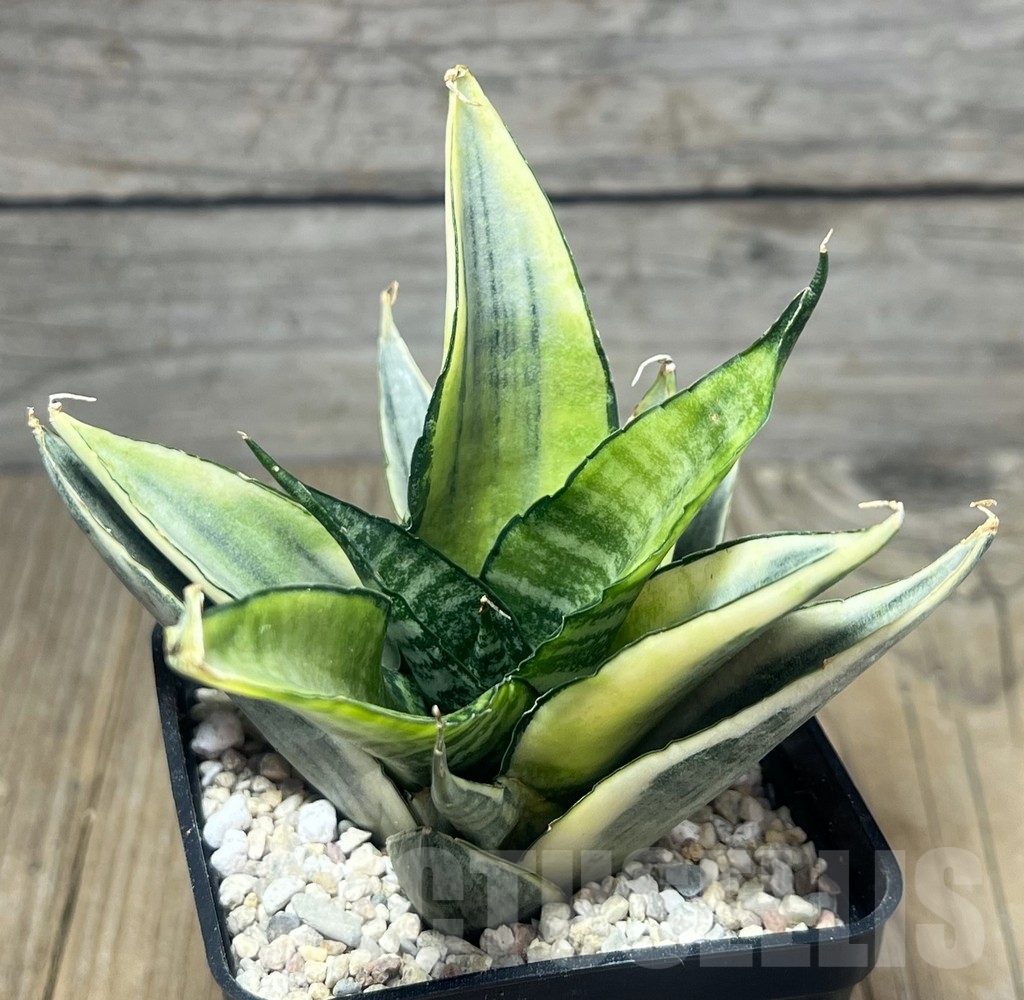 SHPR23826 Sansevieria 'Cordova White'