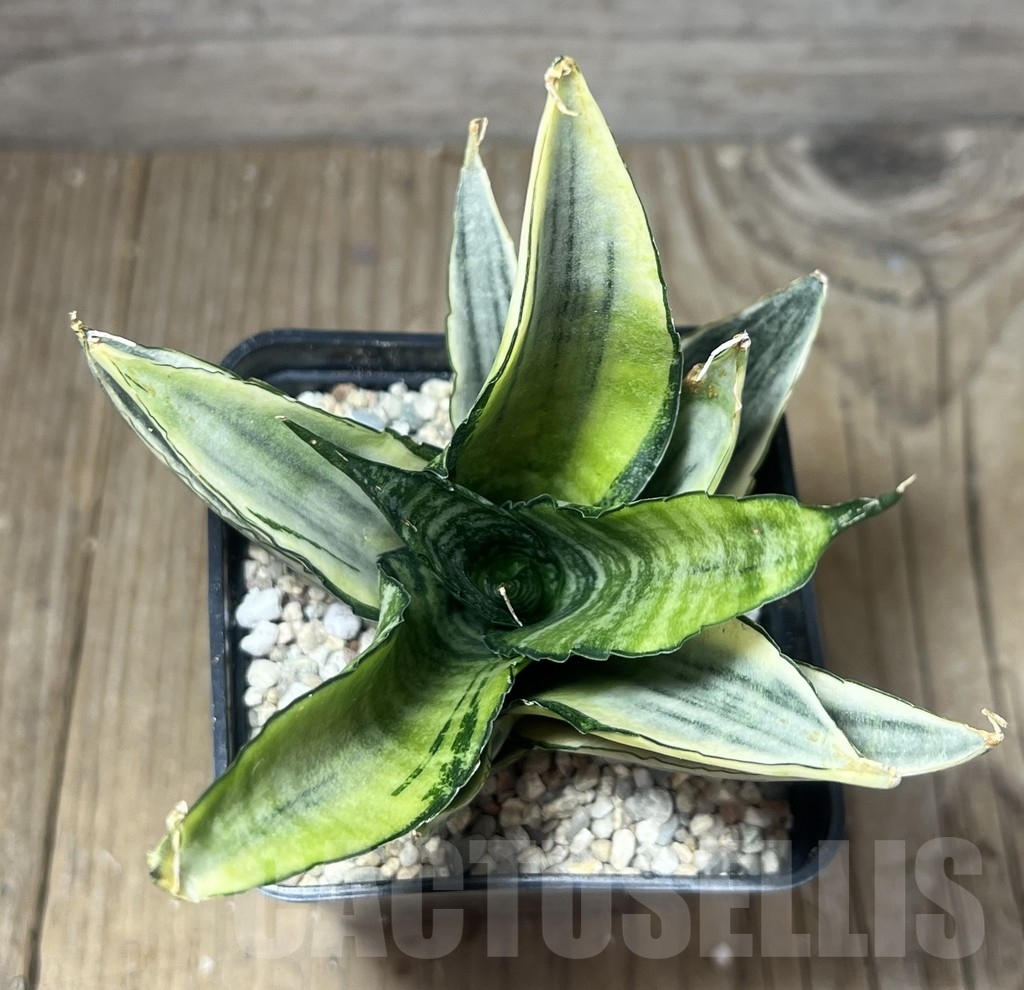 SHPR23826 Sansevieria 'Cordova White' – Image 2