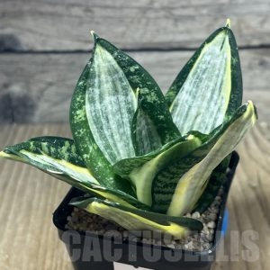 SHPR23827 Sansevieria 'Hahnii zebra' – Cactus-online