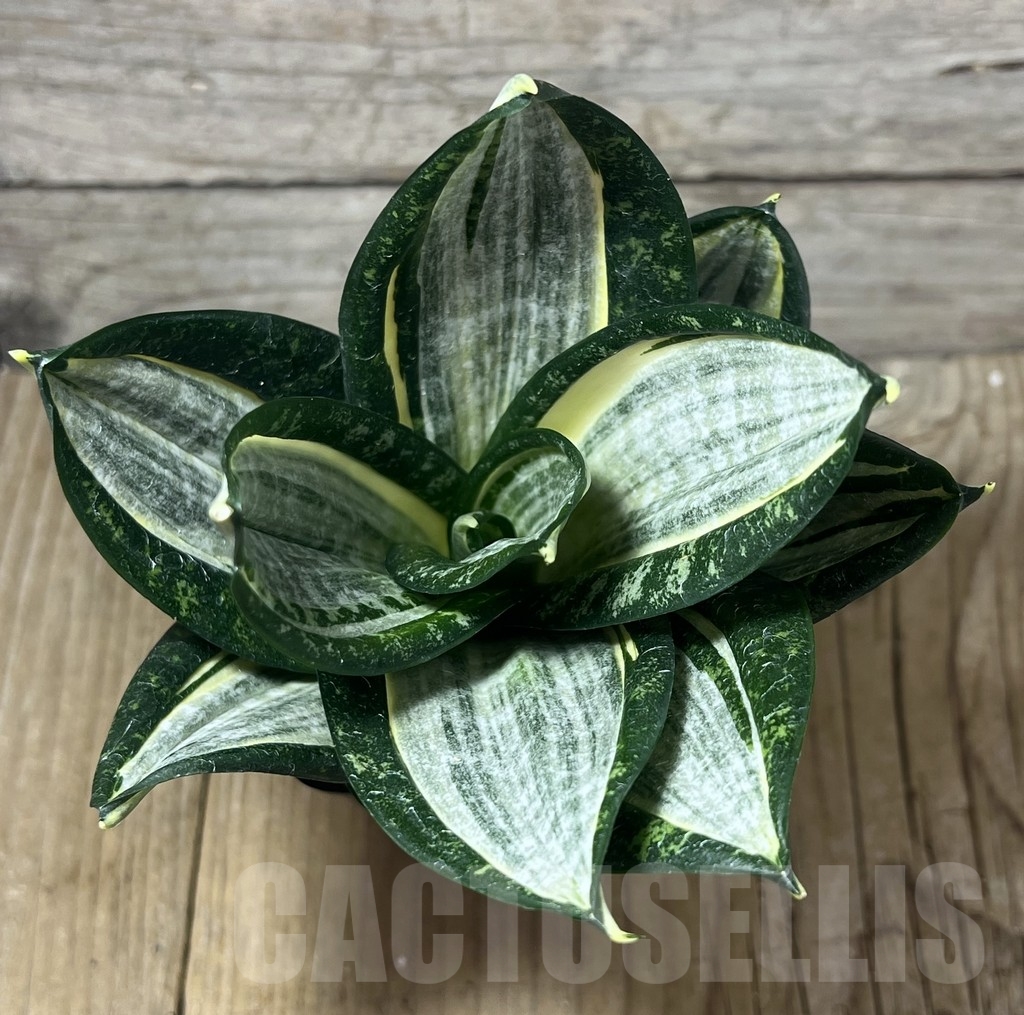 SHPR23828 Sansevieria 'Hahnii zebra' - Image 2