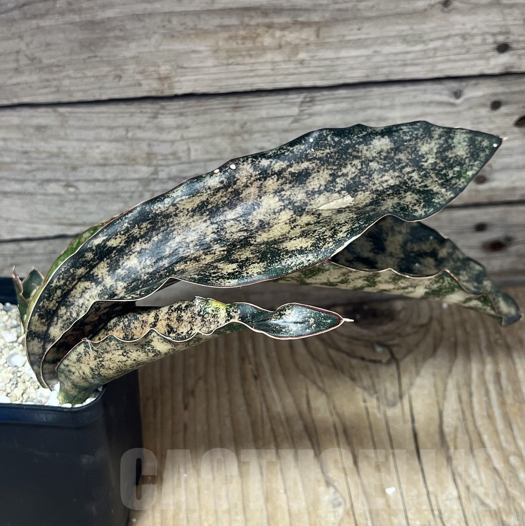 SHPR23829 Sansevieria kirkii 'Coppertone'