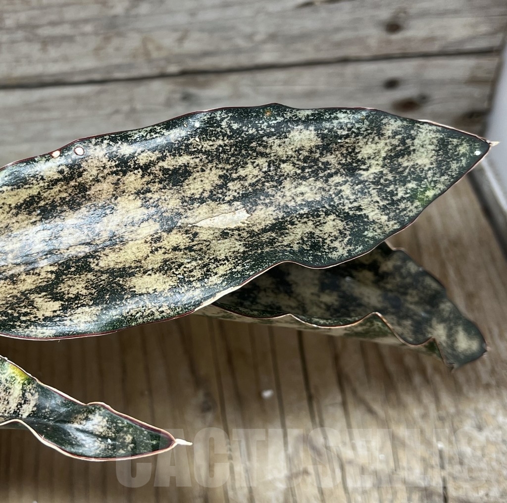 SHPR23829 Sansevieria kirkii 'Coppertone' - Image 2