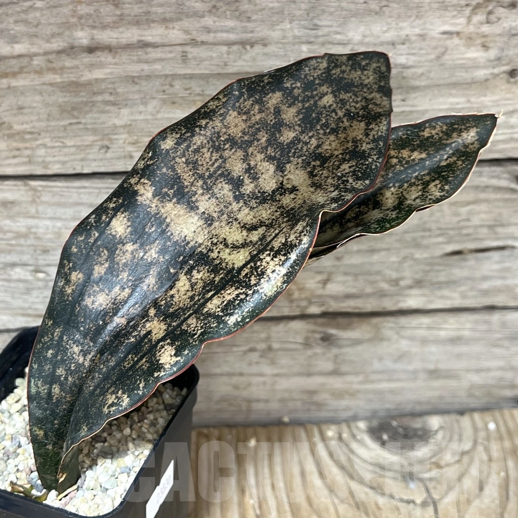 SHPR23830 Sansevieria kirkii 'Coppertone'