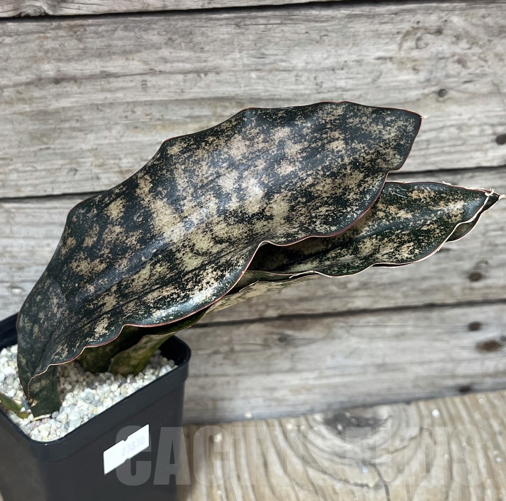 SHPR23830 Sansevieria kirkii 'Coppertone' - immagine 2