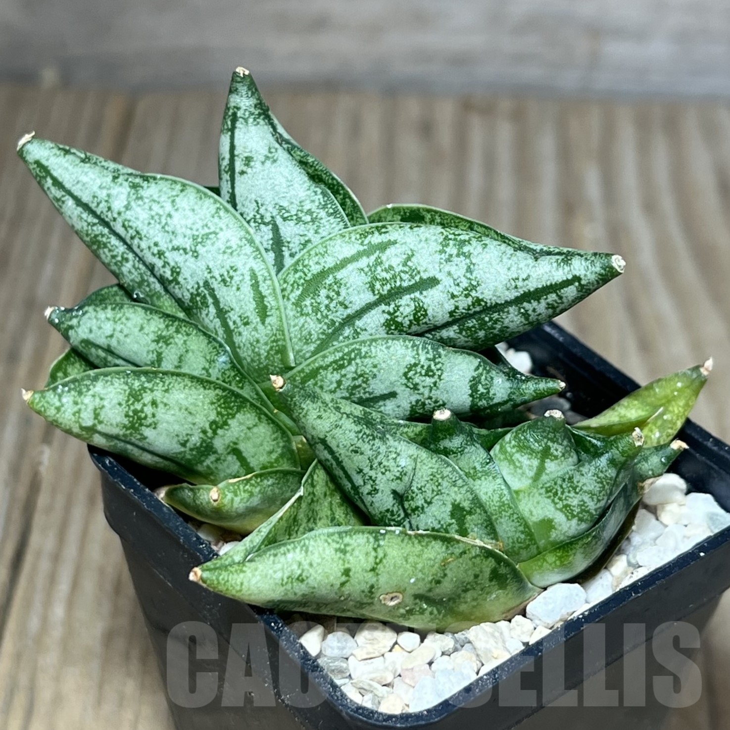SHPR23833 Sansevieria 'Vienna'