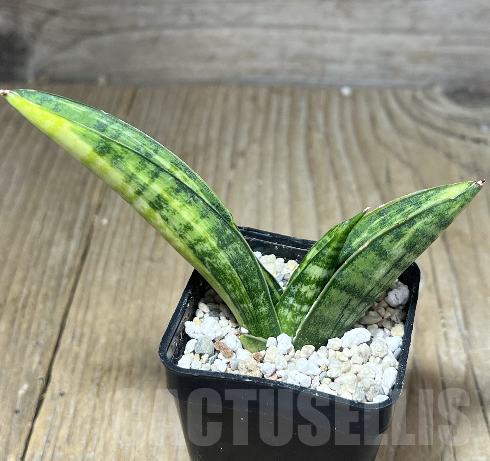 SHPR23834 Sansevieria 'Marsha Anjani' - immagine 2