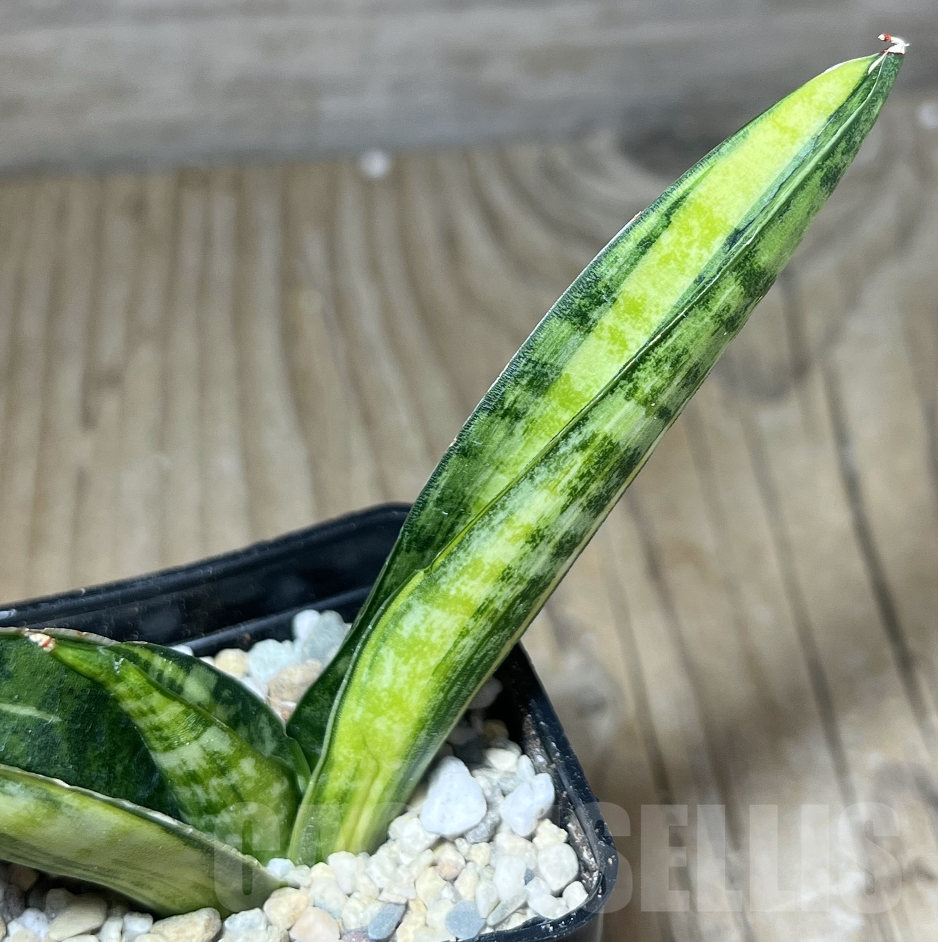 SHPR23834 Sansevieria 'Marsha Anjani'
