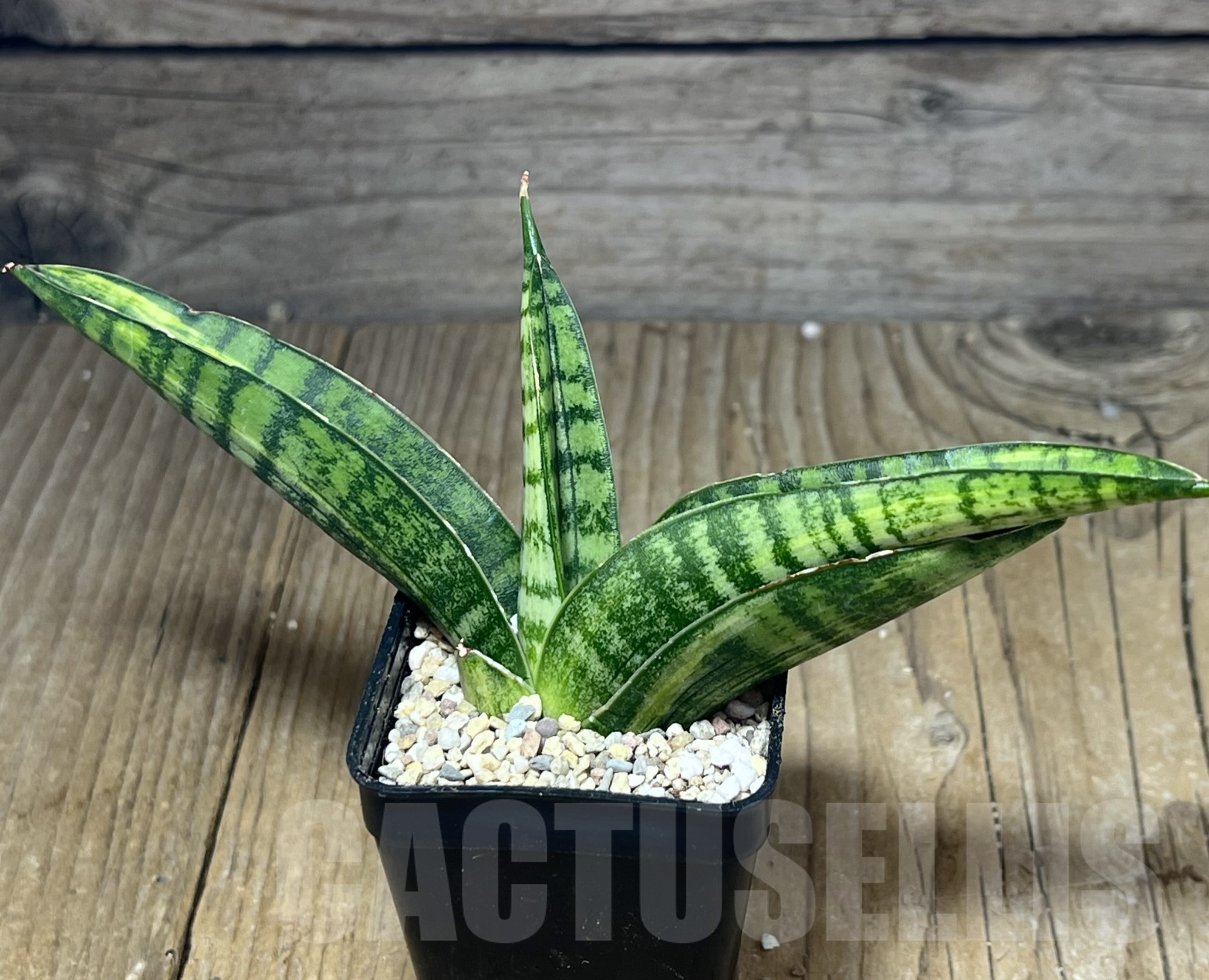 SHPR23835 Sansevieria 'Marsha Anjani' - Image 2