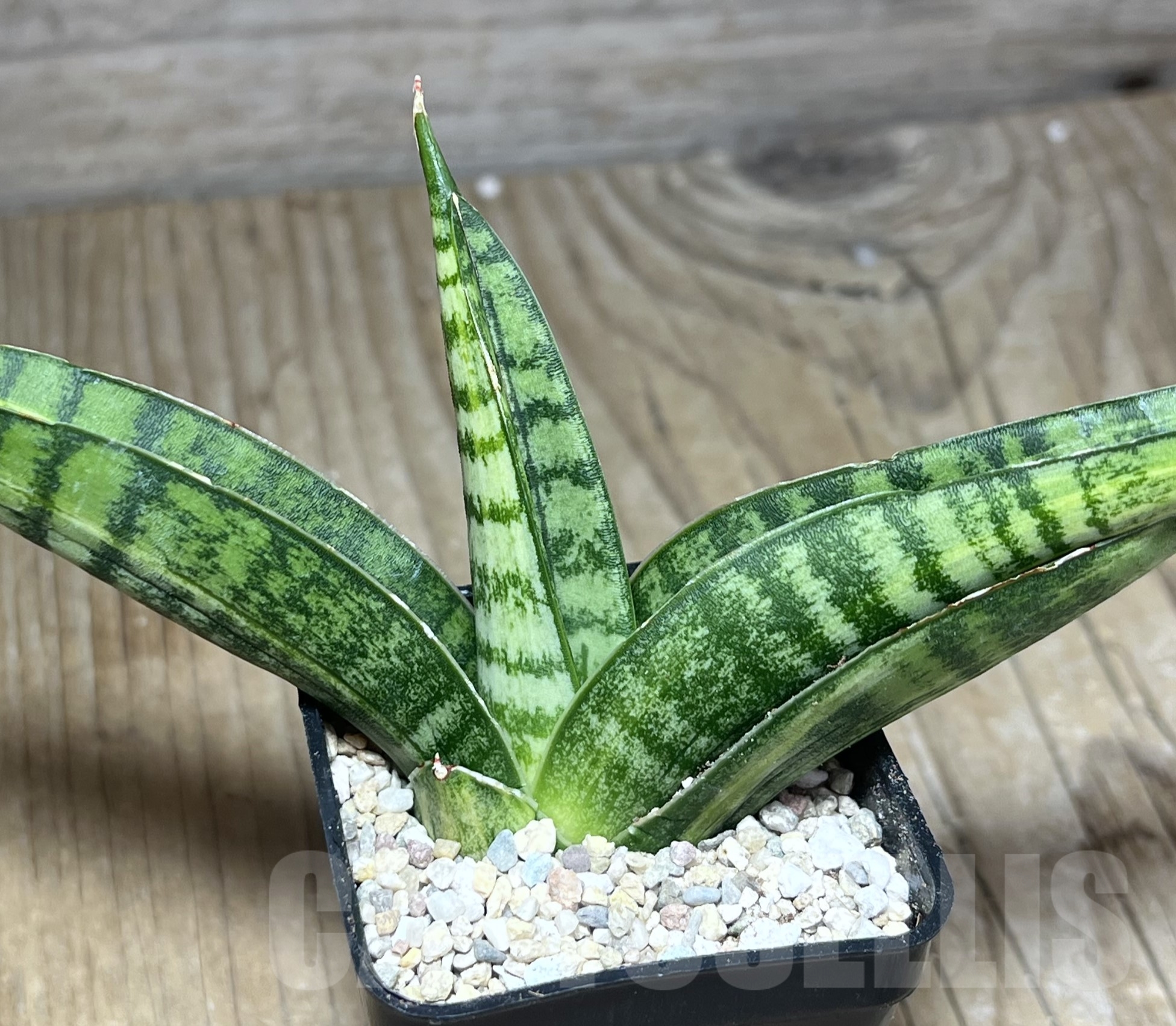 SHPR23835 Sansevieria 'Marsha Anjani'