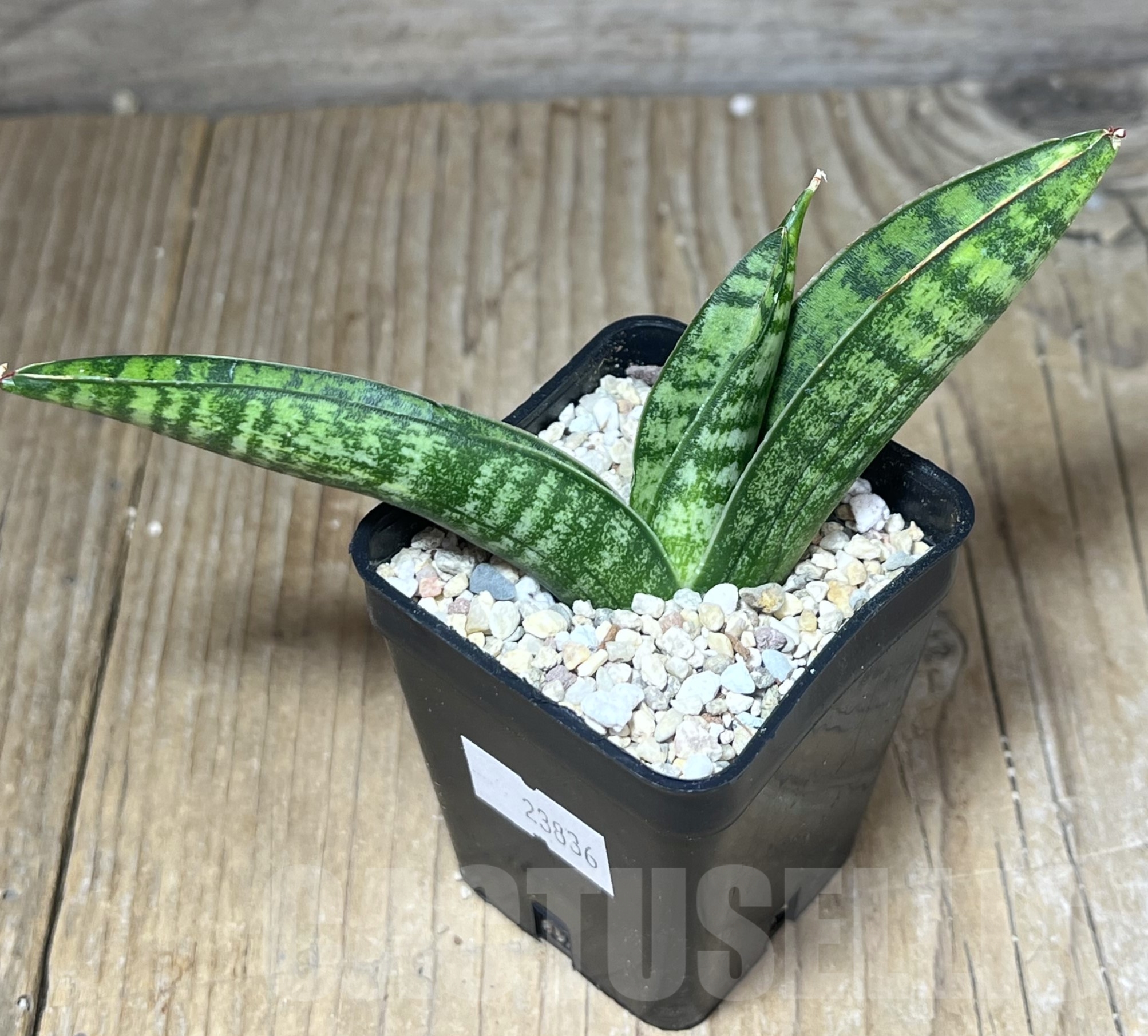 SHPR23836 Sansevieria 'Marsha Anjani' - Imagen 2