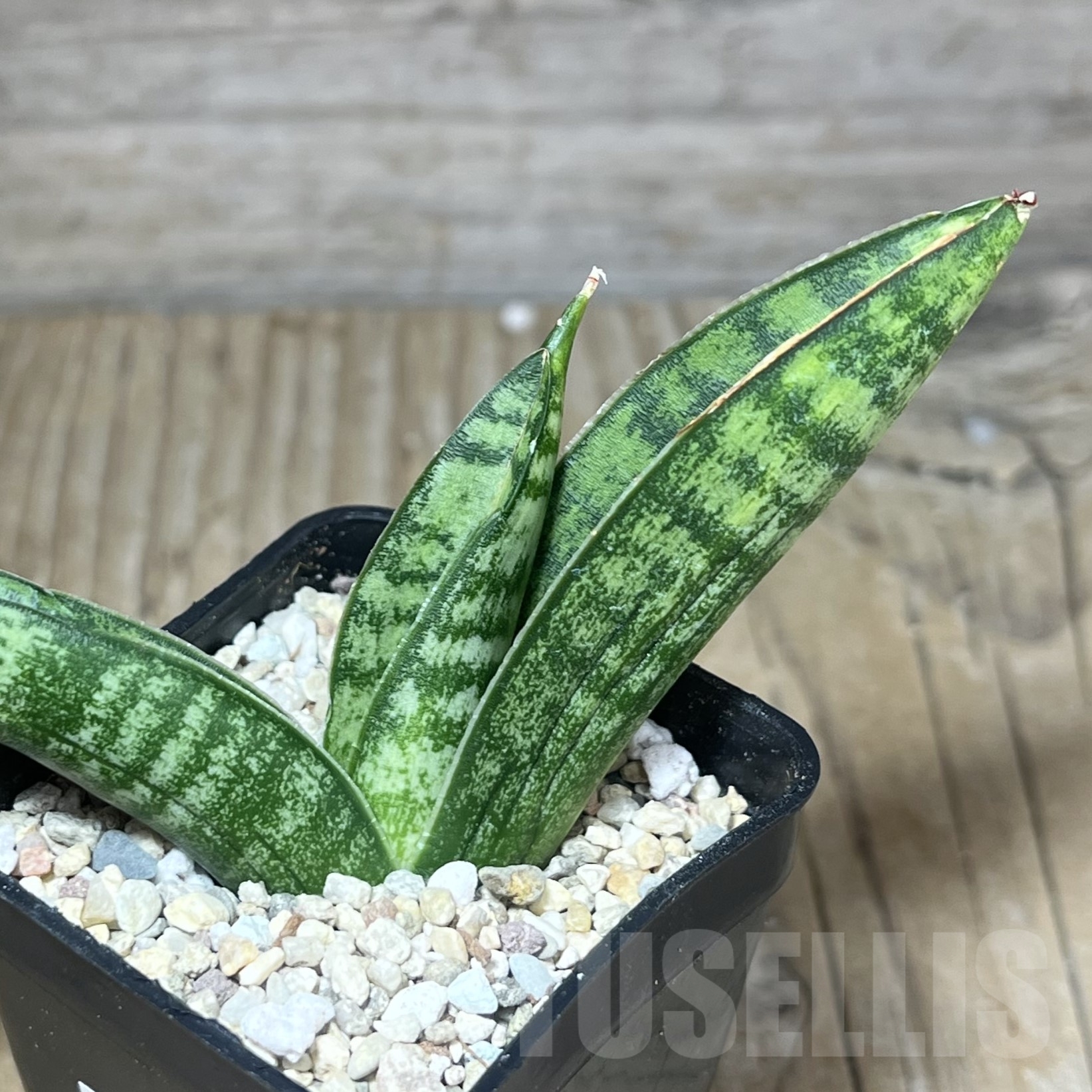 SHPR23836 Sansevieria 'Marsha Anjani'