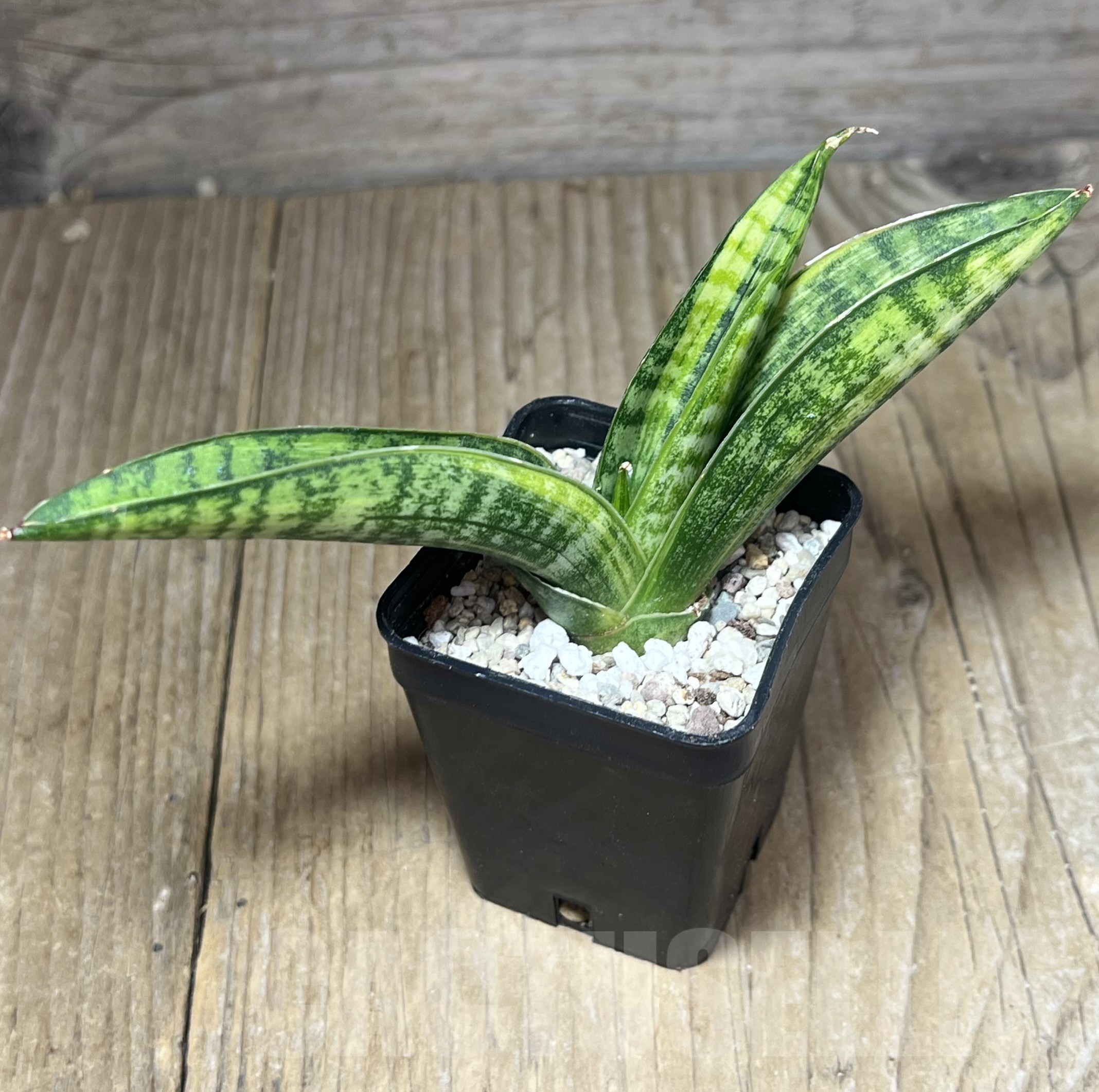 SHPR23837 Sansevieria 'Marsha Anjani' - Imagen 2