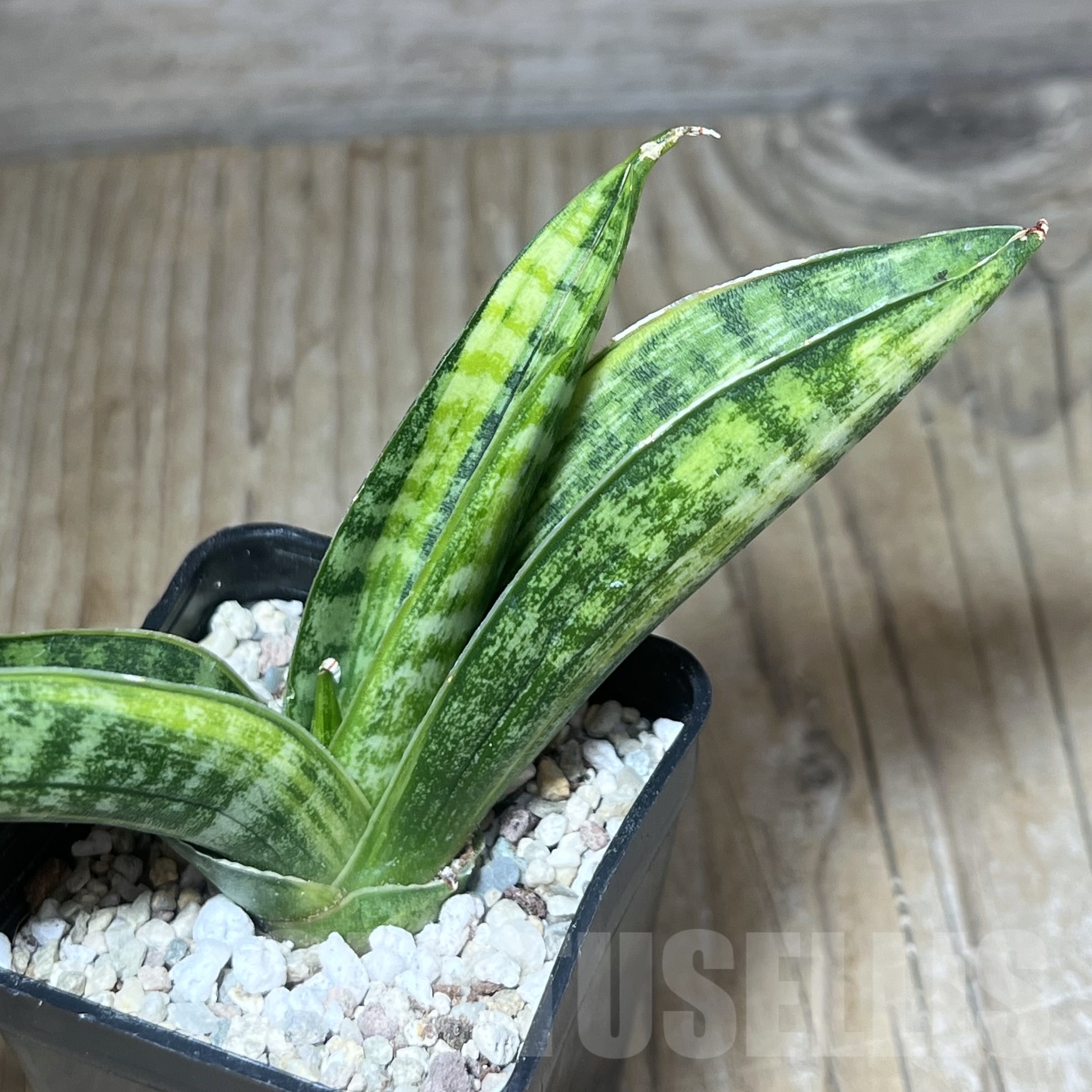 SHPR23837 Sansevieria 'Marsha Anjani'