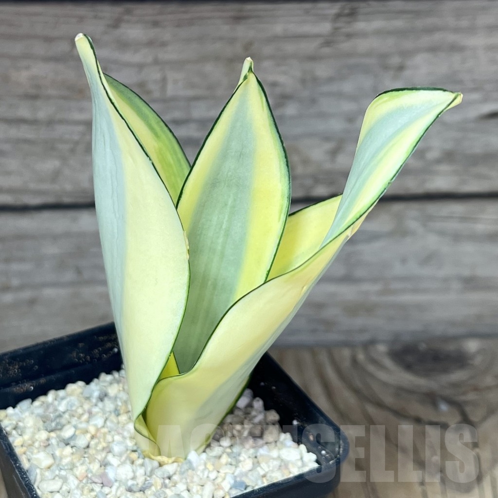 SHPR23838 Sansevieria 'Splash'