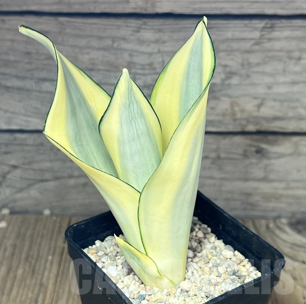 SHPR23838 Sansevieria 'Splash' - Image 2