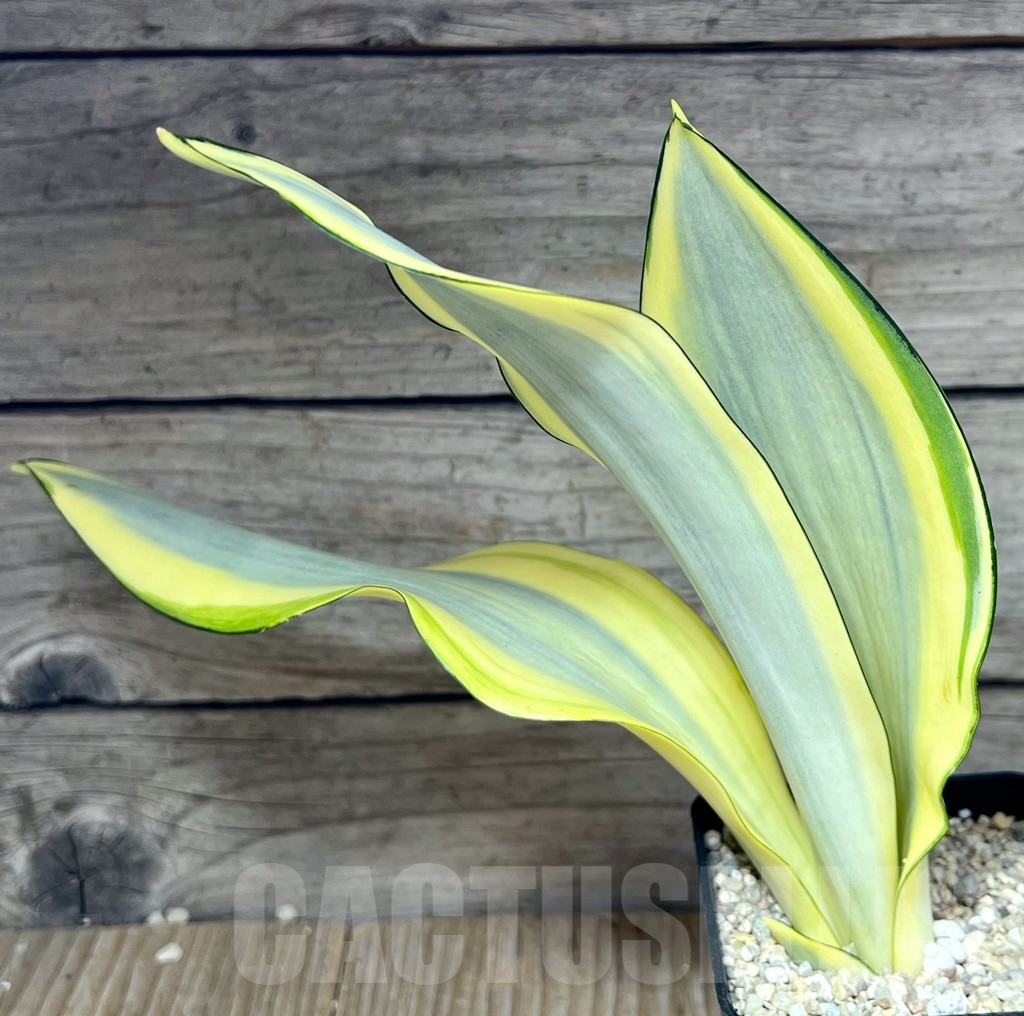 SHPR23839 Sansevieria 'Splash' - Image 2