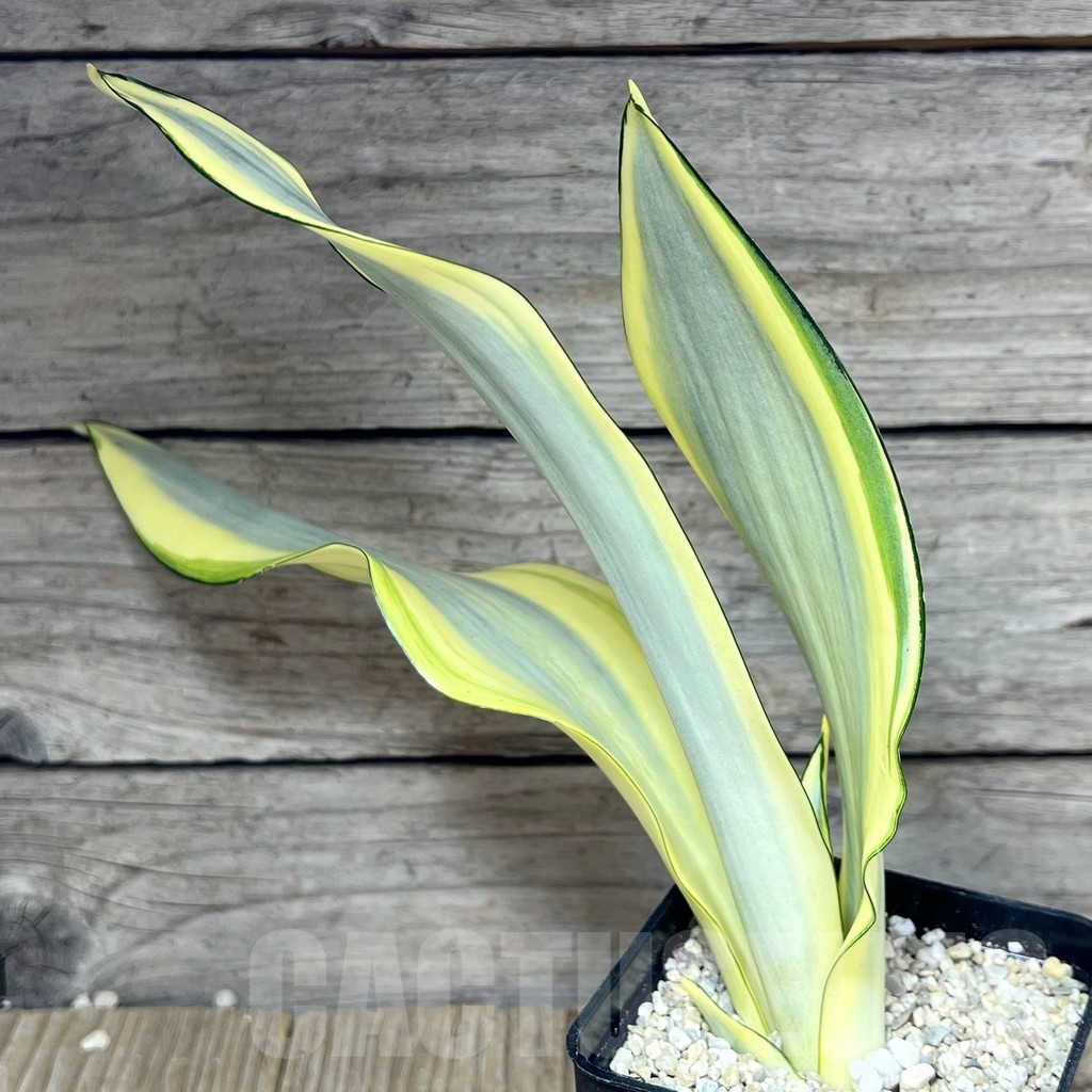 SHPR23839 Sansevieria 'Splash'