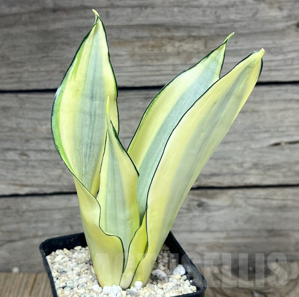 SHPR23841 Sansevieria 'Splash'