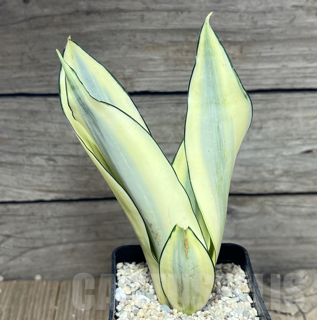 SHPR23841 Sansevieria 'Splash' - immagine 2