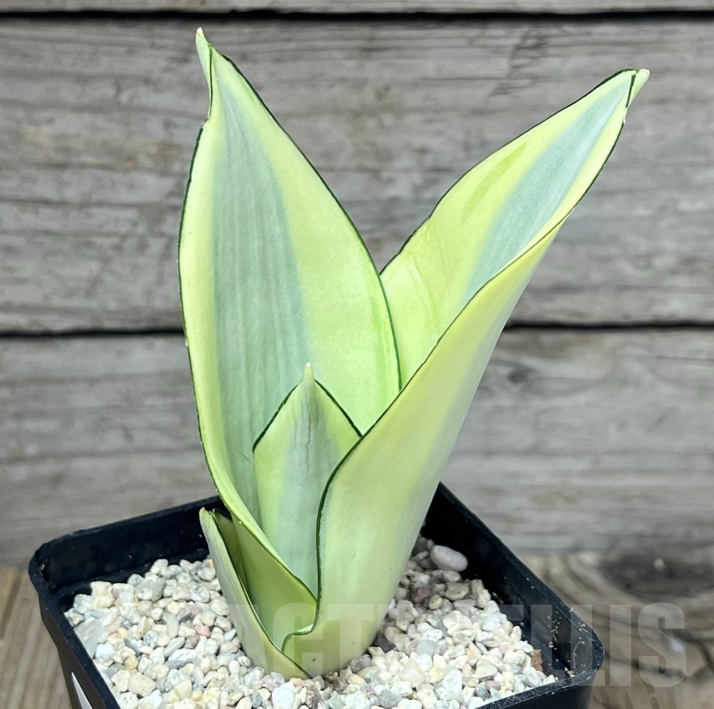 SHPR23842 Sansevieria 'Splash'
