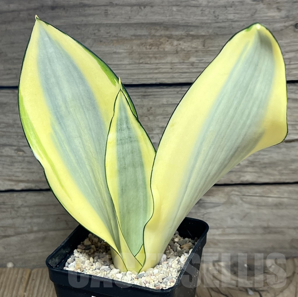 SHPR23843 Sansevieria 'Splash'