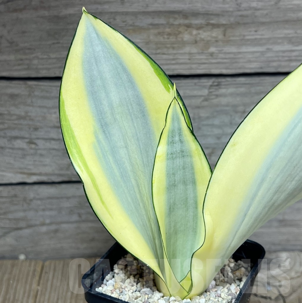 SHPR23843 Sansevieria 'Splash' - immagine 2