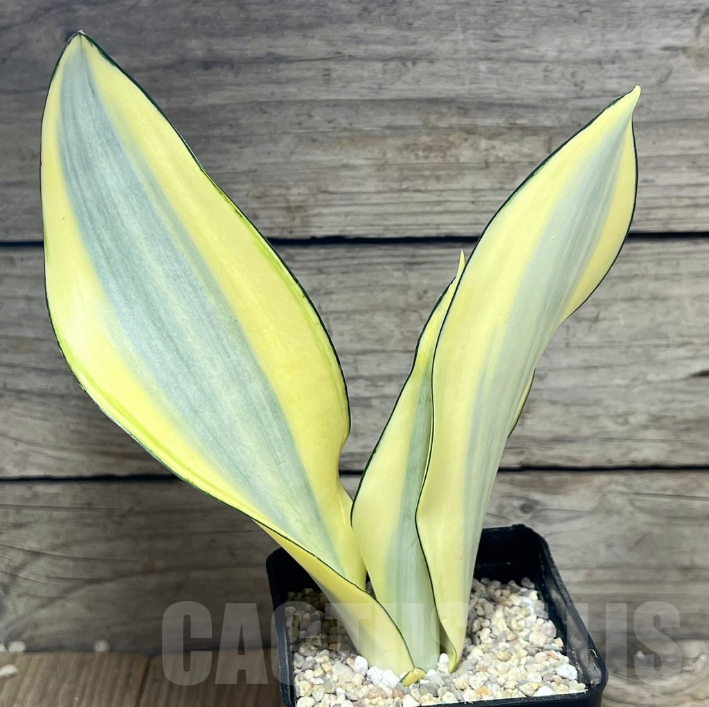 SHPR23843 Sansevieria 'Splash' - immagine 3