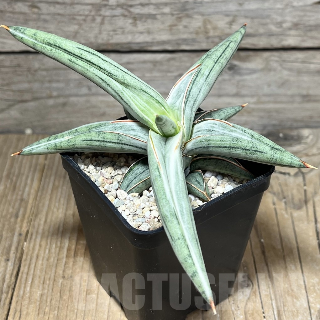 SHPR23844 Sansevieria 'Silver Clone'