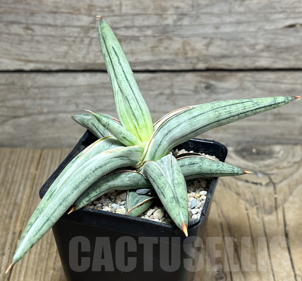 SHPR23844 Sansevieria 'Silver Clone' - immagine 2