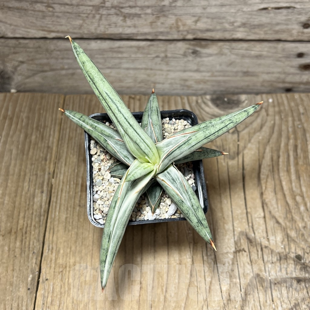SHPR23844 Sansevieria 'Silver Clone' - immagine 3