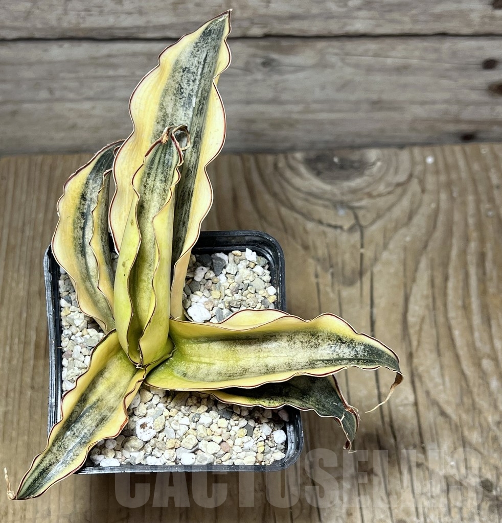 SHPR23845 Sansevieria 'Kirkii' f. variegata - immagine 2